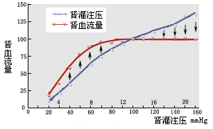 肾血流量的自身调节