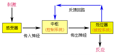 机体功能的自动控制系统模式图