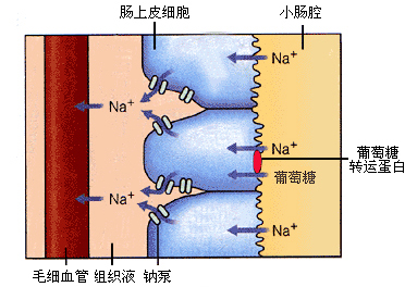 葡萄糖的继发性主动转运